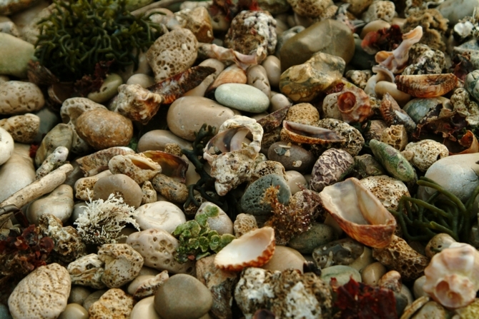 Frutti e colori del mare